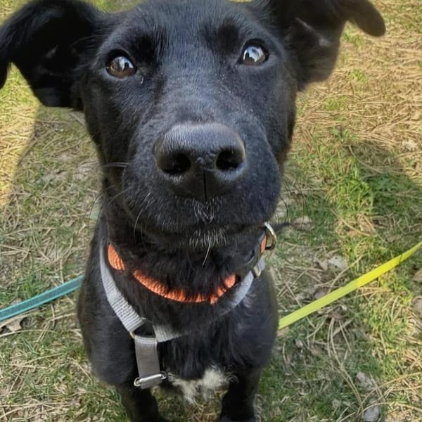 Livia wartet auf ihr Für-Immer Zuhause! — Mischling