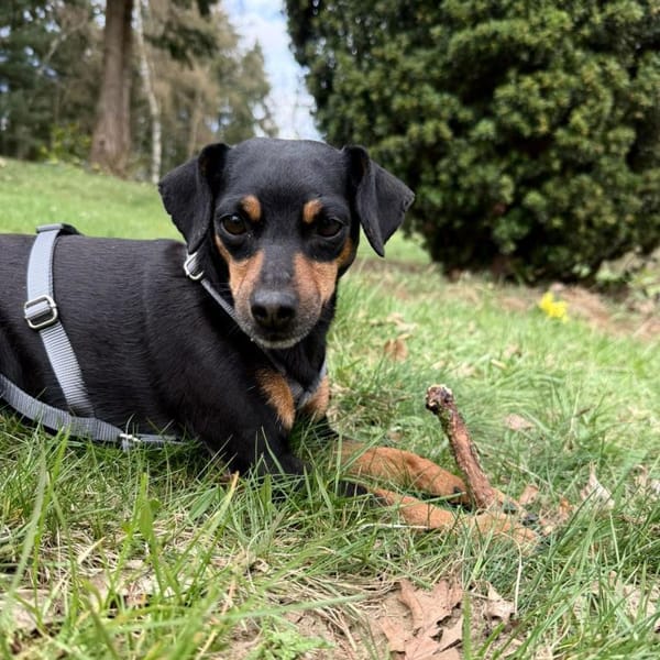 Mia wartet südlich von Hamburg! — Mischling