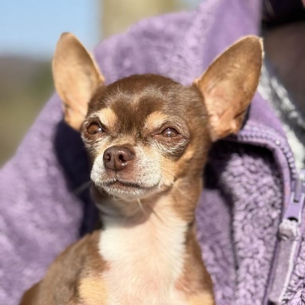 Kiwi — Chihuahua