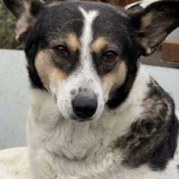 Noa ist bereit für ein neues Leben — Mischling