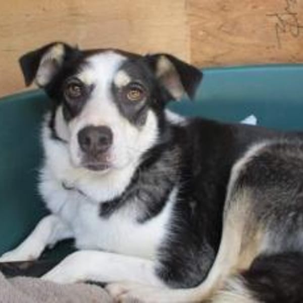 Wer hilft unserer Angsthündin Nukka ? — Mischling