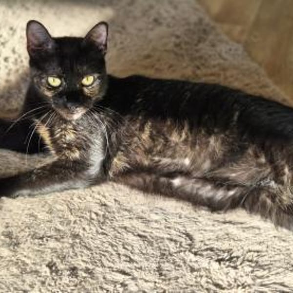 Verschmuste liebevolle Betty — Ekh