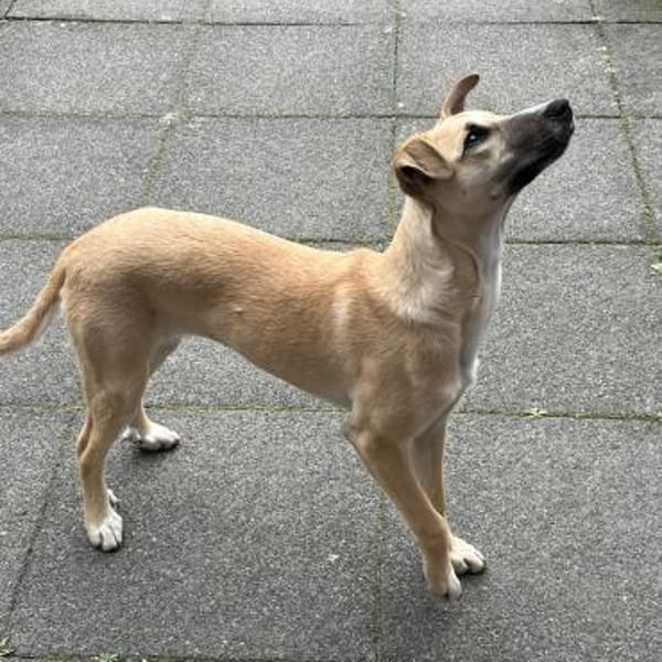 Elli sucht ihre Familie — Malinois