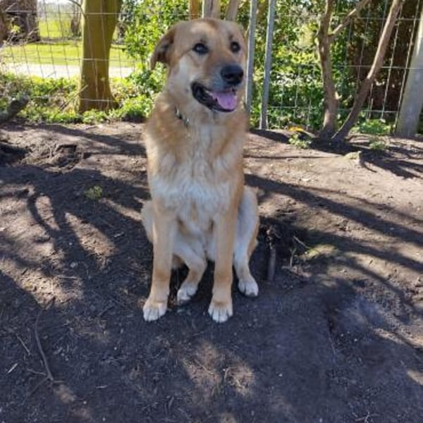 Sanfte Mika ❤ in 2624 Hage — Schäferhund