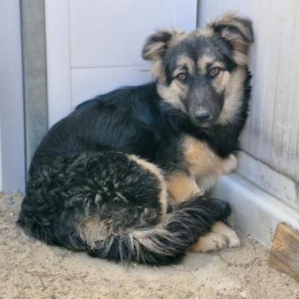 Marta — -Schäferhund