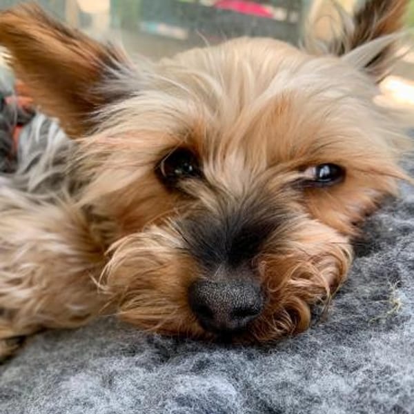 Joana  in 72664 Kohlberg — Yorkshire Terrier