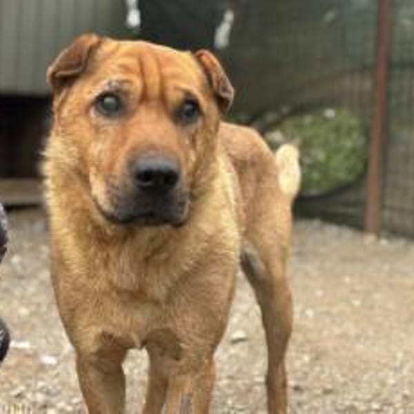 Wer schenkt Sven ein Zuhause? — Shar-pei