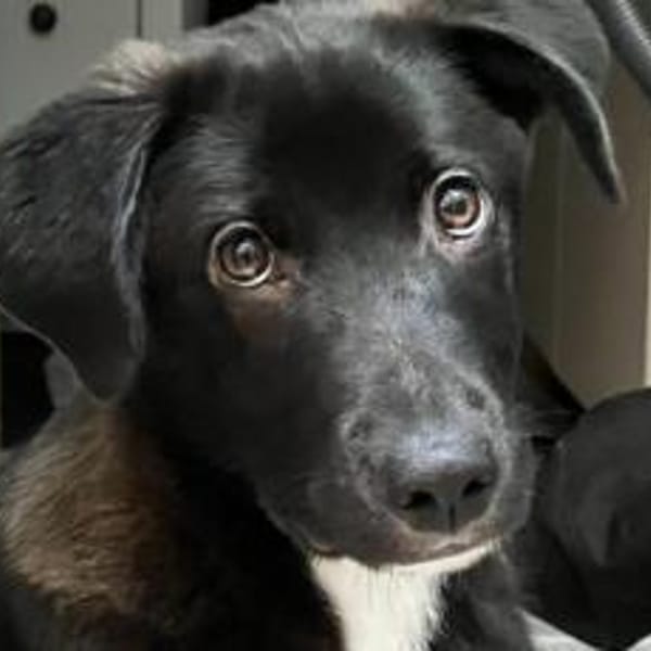 Kleiner Herzensbrecher Picu — Mischling