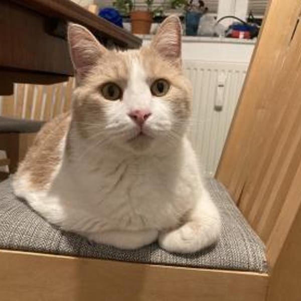 Quinn sucht liebevolle Dosenöffner — Europäisch Kurzhaar