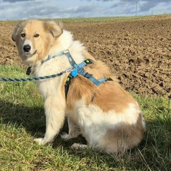 NOAH auf Pflegestelle in 65... Hünfelden — Mischling