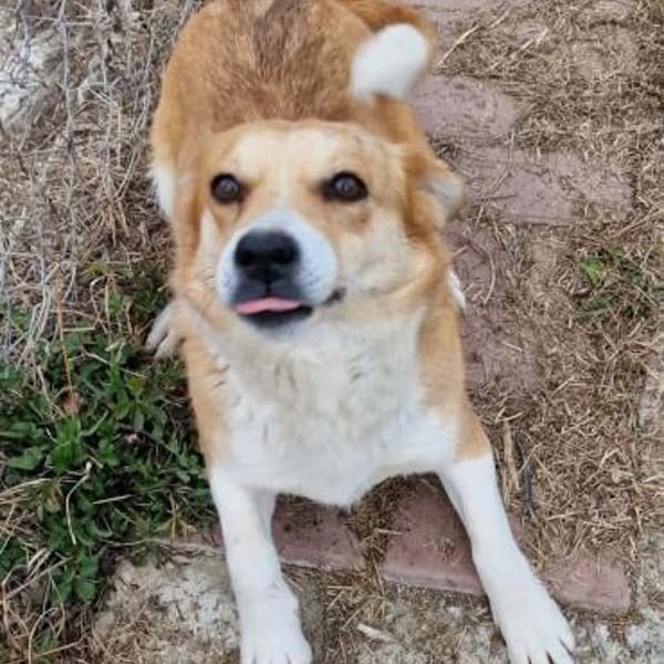 Nele, Zuckerschnute sucht ihre Menschen — Shund