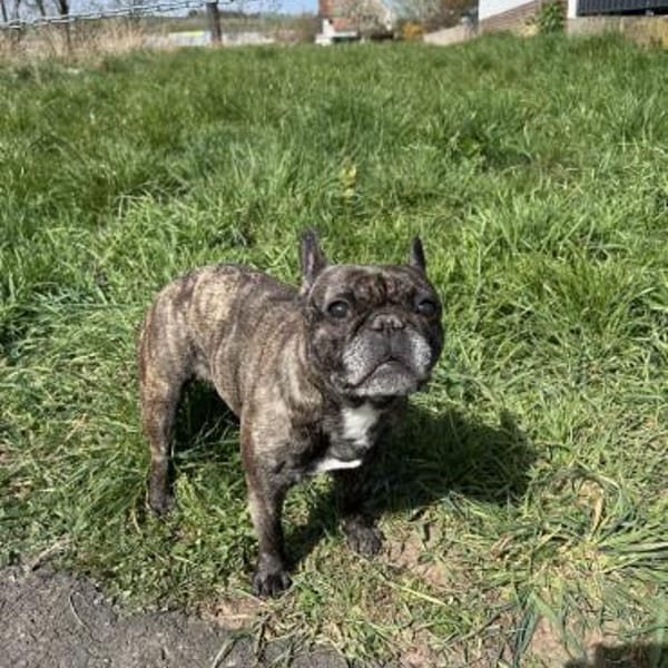 Angel - Vermittlungshilfe — Französische Bulldogge