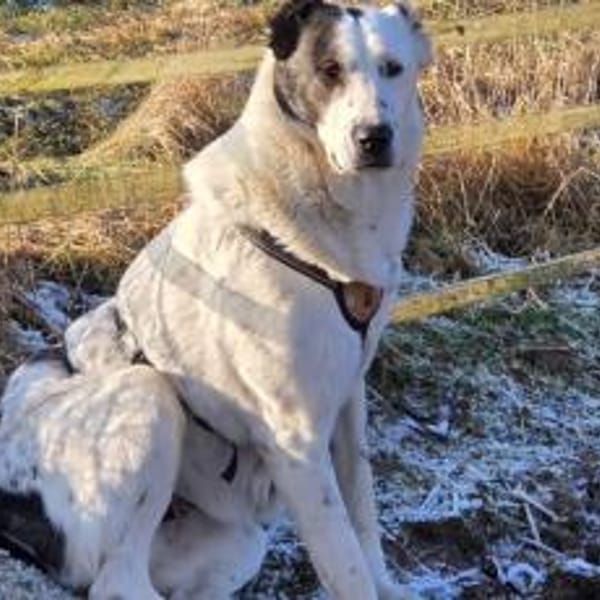 Deenah sucht Liebe — Herdenschutzhund-