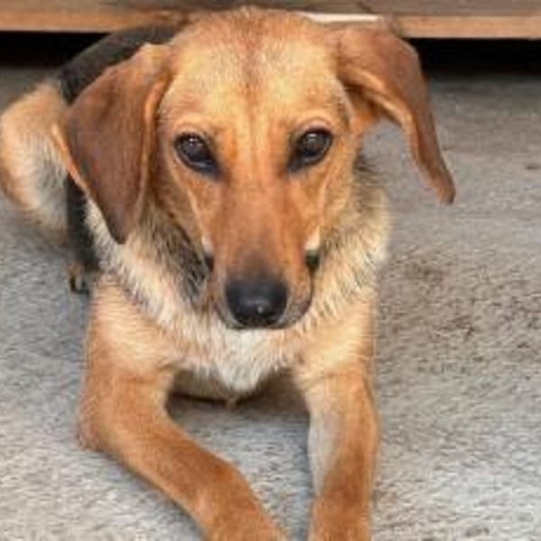 Zartes Gretchen sucht Schutzzone — Mischling