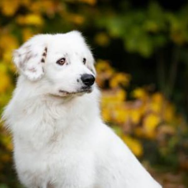 Buddy sucht ein hundeerfahrenes Zuhause — Mischling