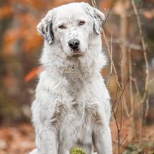 Leopold steckt voller Leben — Mischling