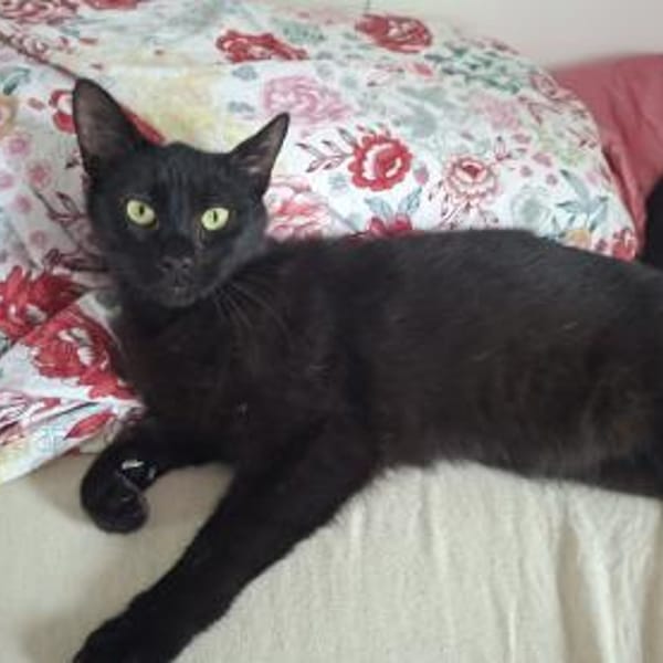 Kater NEO 3 J. sucht Familie — Ekh