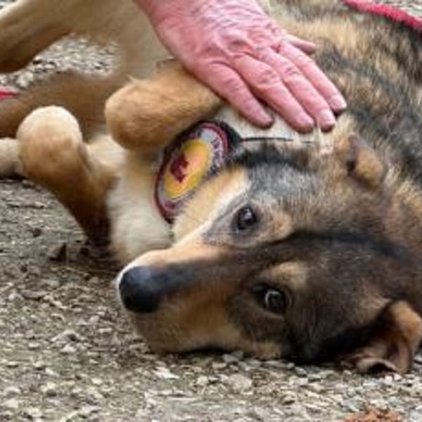 Gibst du Gisberti ein weiches Körbchen? — Mischling