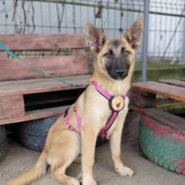 Yumiko - süß und menschenbezogen — Mischling