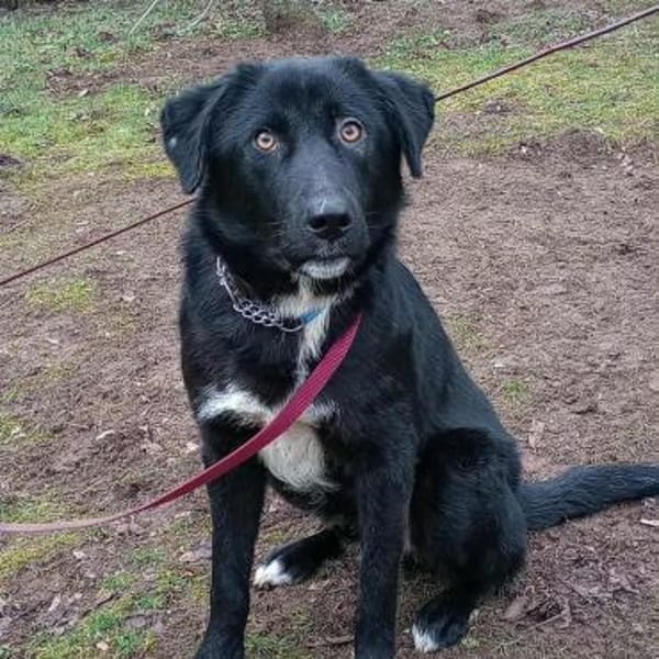 Rocco ❤liebes Kerlchen wartet PLZ 89077 — Nicht Bekannt