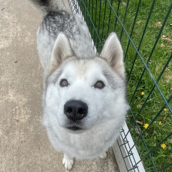 Taiko — Husky De Sibérie