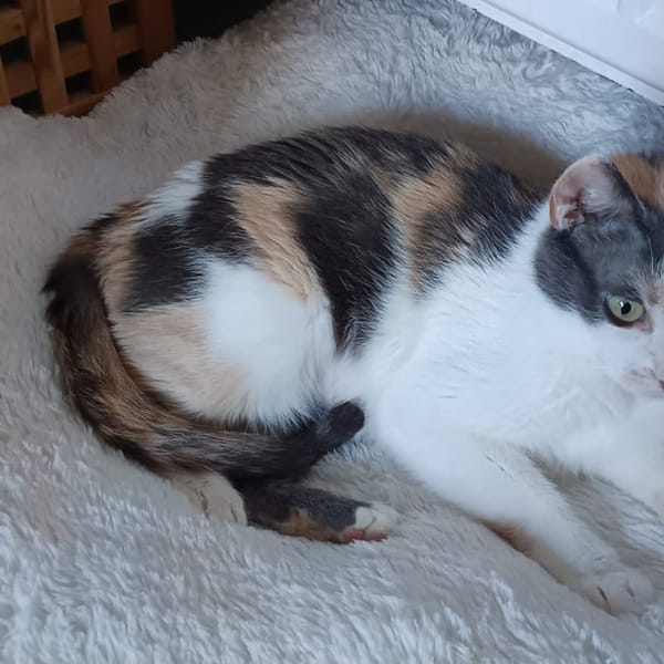 MINNIE — Européen