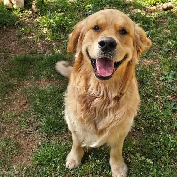 AÏKO (DEJA RESERVE) — Golden Retriever