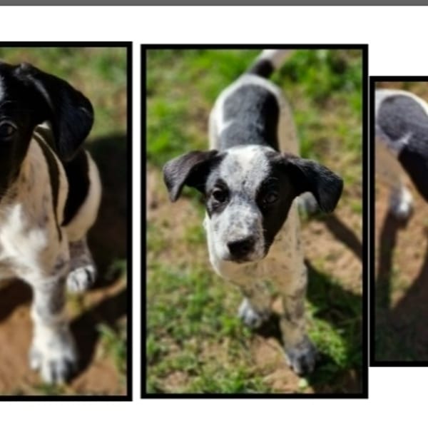 ZACKY réservé — Croisé / Autre