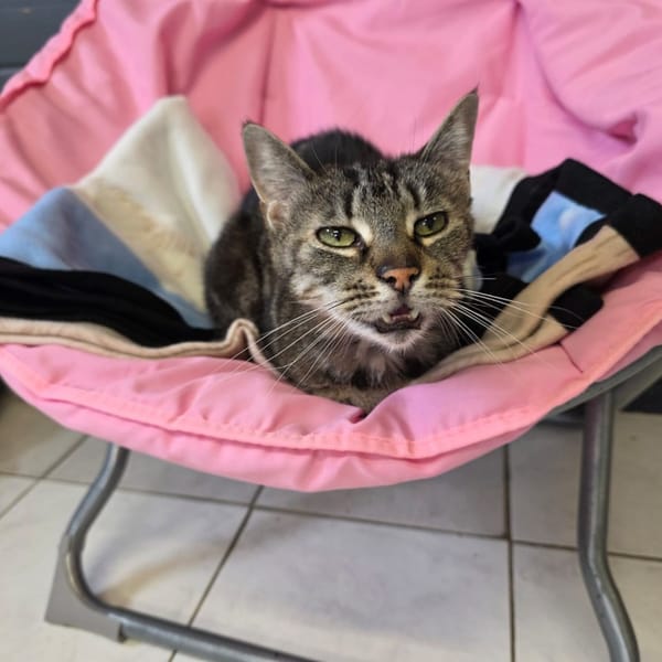 CACHOU — Européen