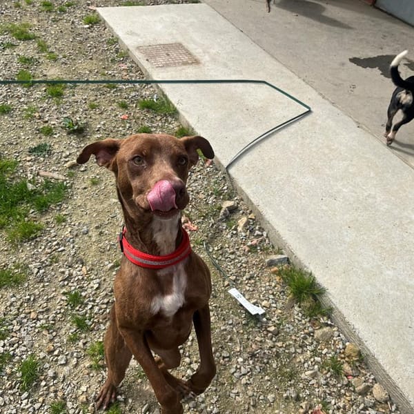 BRODY — Croisé / Autre