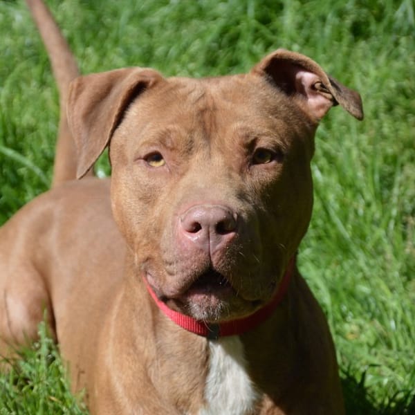 ASHILE CHAO — Croisé / Autre