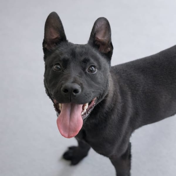 CHUCK — Croisé / Autre