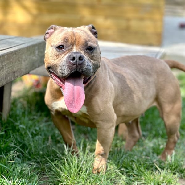 Tara — Croisé / Autre