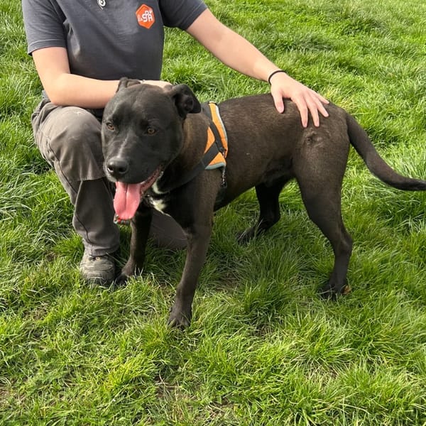 BANDY — Croisé / Autre