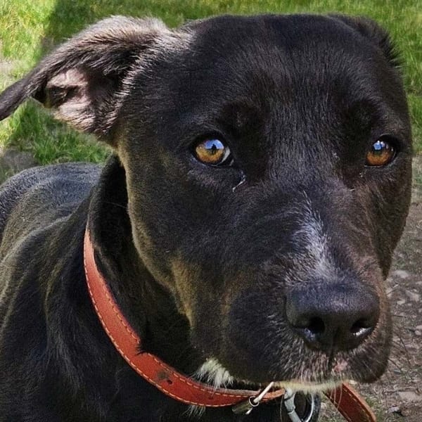 ALVIDA — Labrador Retriever