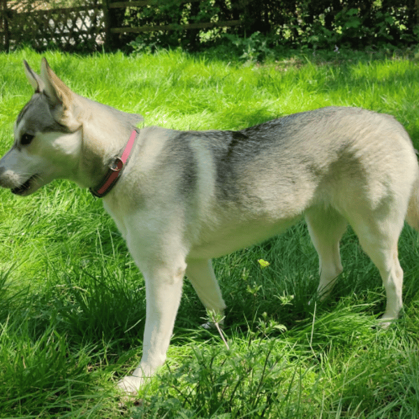 mila — Husky De Sibérie