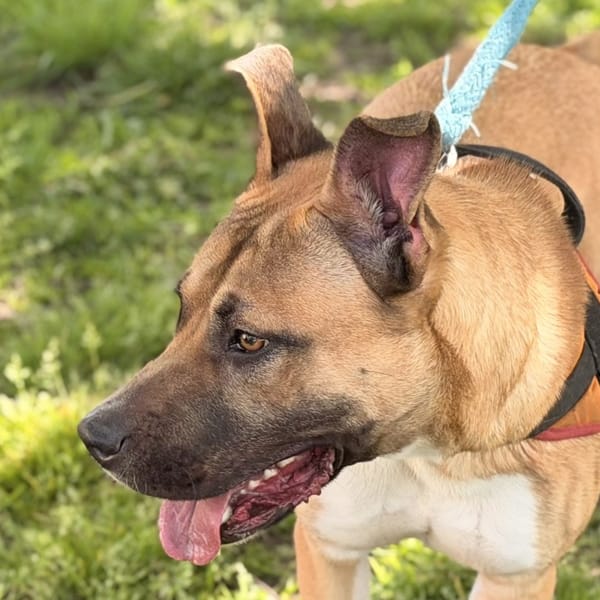 WII — Croisé / Autre