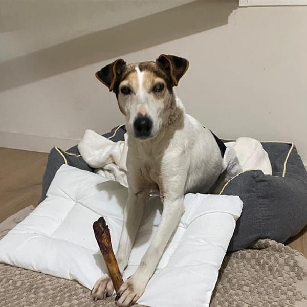 Canelle — Jack Russel Terrier