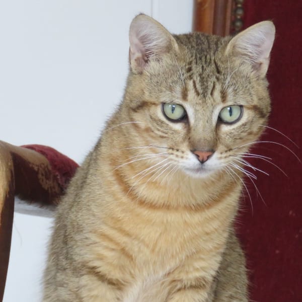 Atlanta — Européen