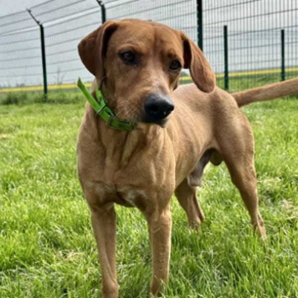 PRALIN — Croisé / Autre