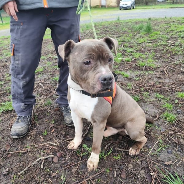 POPA — American Staffordshire