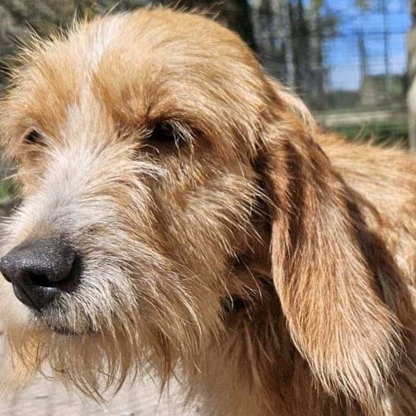 KARNAK — Basset Fauve De Bretagne