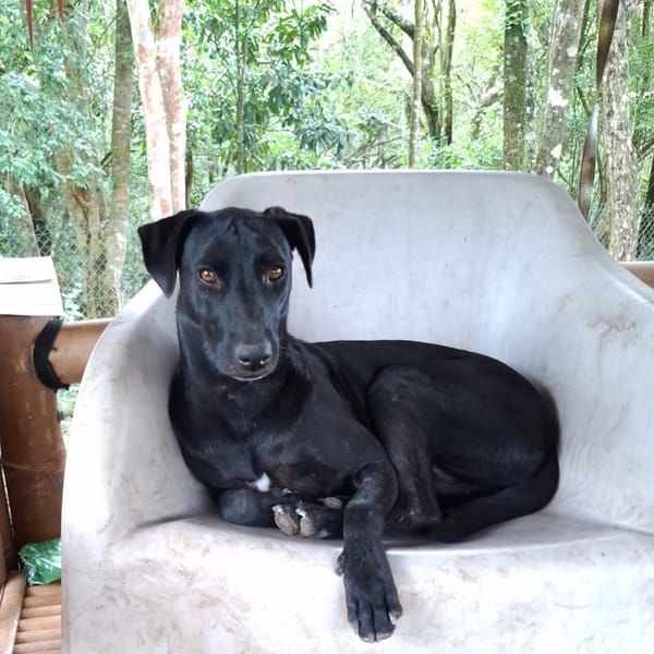 USLA, Femelle croisée créole — Croisé