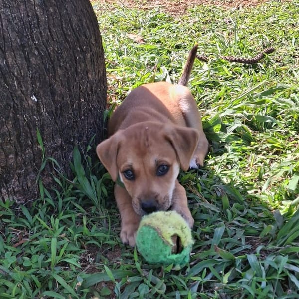 DJANIS, chiot mâle Berger créole — Croisé
