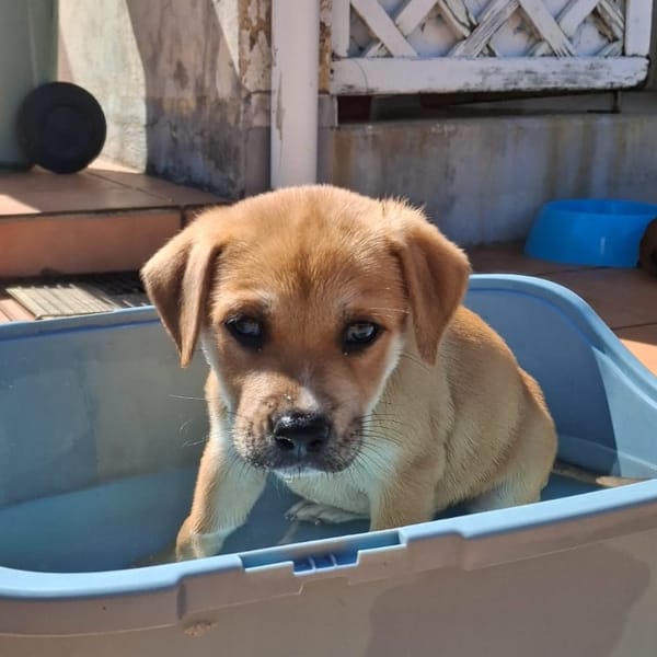 BELLA, adorable chiot femelle berger créole à adopter 🐾 — Croisé