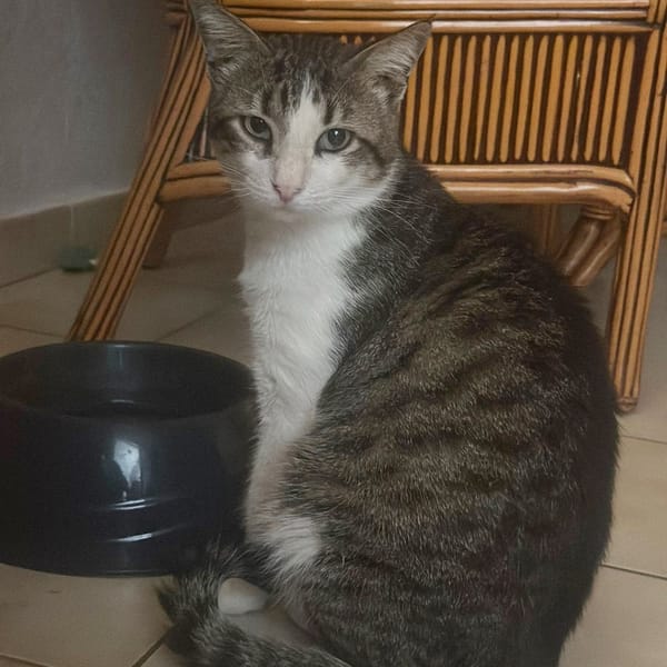 DIDIER, chat européen — Croisé