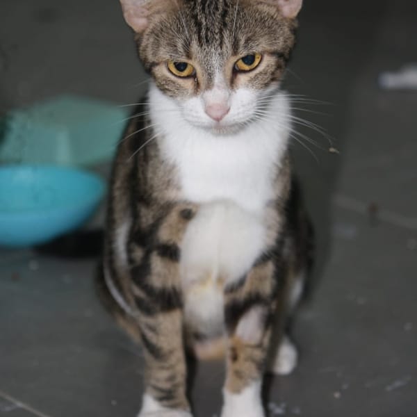 BONBONETTE, chatte européenne adulte — Croisé