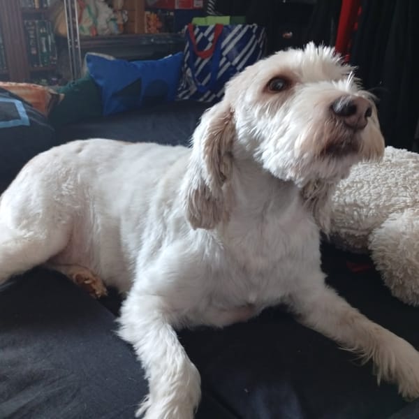 GAMIN — X Griffon Nivernais