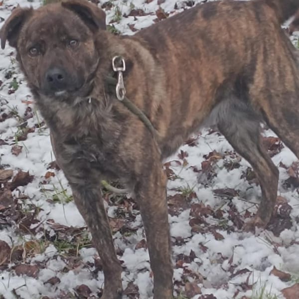 🐾 À L’ADOPTION – TEX, un grand cœur plein d’énergie et de tendresse ! 🐾 — Croisé