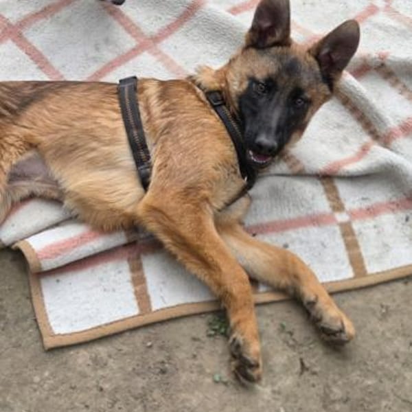 Skalina sucht ihr Glück... — Mischling